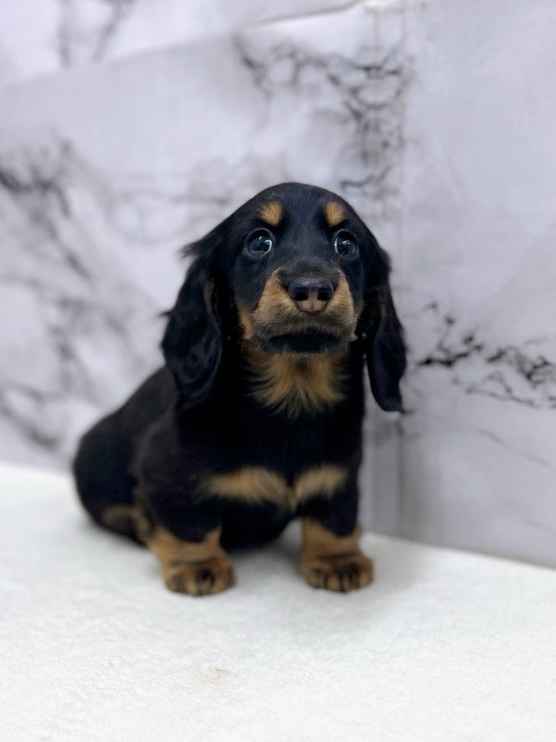 神奈川県のミニチュアダックスフンド(ロング) (かねだい東戸塚店/2025年11月22日生まれ/男の子/ブラックタン)の子犬の1枚目の画像