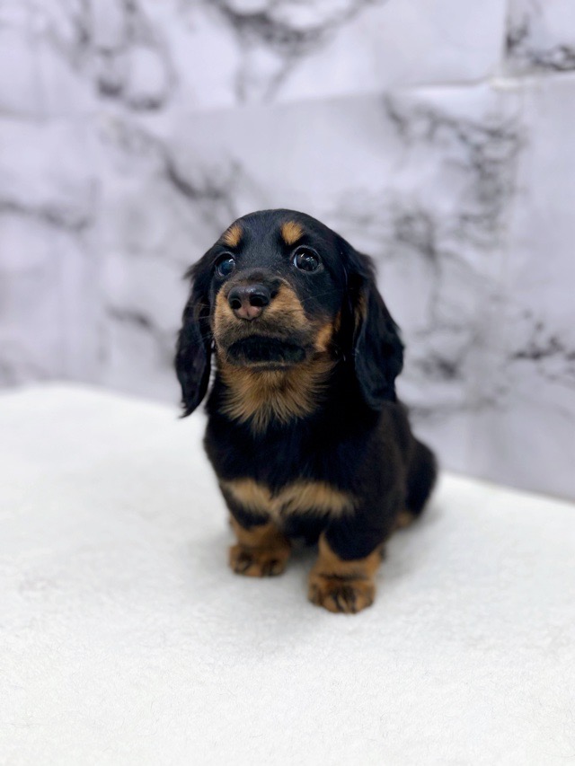 神奈川県のミニチュアダックスフンド(ロング) (かねだい東戸塚店/2025年11月22日生まれ/男の子/ブラックタン)の子犬の2枚目の画像