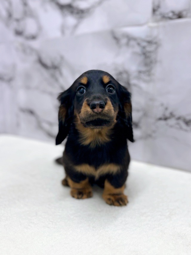 神奈川県のミニチュアダックスフンド(ロング) (かねだい東戸塚店/2025年11月22日生まれ/男の子/ブラックタン)の子犬の3枚目の画像