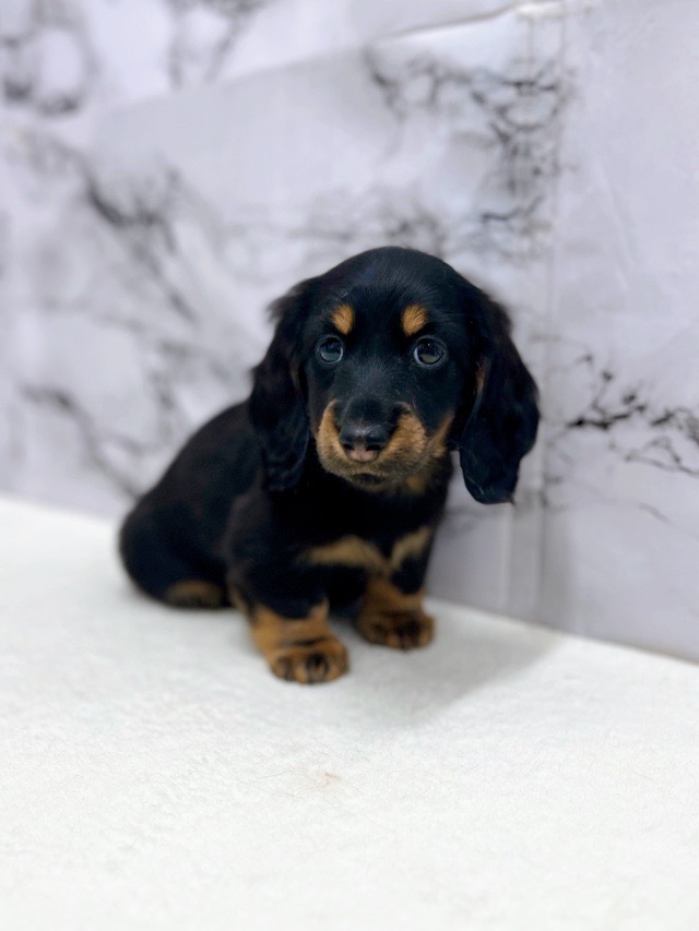 神奈川県のミニチュアダックスフンド(ロング) (かねだい東戸塚店/2025年11月22日生まれ/男の子/ブラックタン)の子犬の4枚目の画像