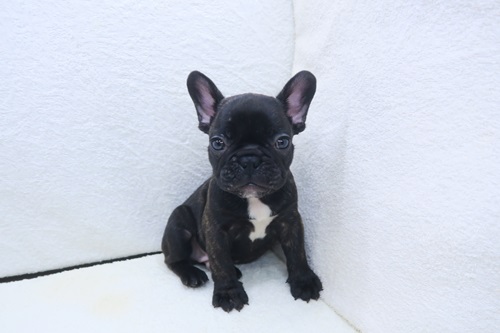 神奈川県のフレンチブルドッグ (かねだい海老名店/2025年11月28日生まれ/男の子/ブリンドル)の子犬