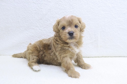 神奈川県のマルプー(マルチーズ×プードル) (かねだい海老名店/2025年11月28日生まれ/女の子/アプリコット)の子犬