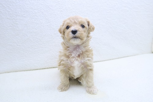 神奈川県のマルプー(マルチーズ×プードル) (かねだい海老名店/2025年11月27日生まれ/女の子/アプリコット)の子犬