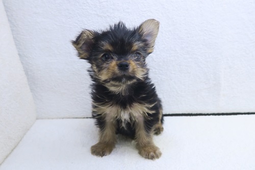 神奈川県のヨーチー/チワキー/チワヨーキー(ヨークシャーテリア×チワワ) (かねだい海老名店/2025年11月28日生まれ/男の子/スチールブルータン)の子犬