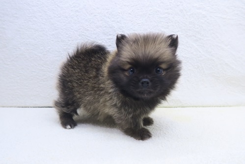 神奈川県のポメラニアン (かねだい海老名店/2025年11月29日生まれ/男の子/オレンジセーブル)の子犬の1枚目の画像