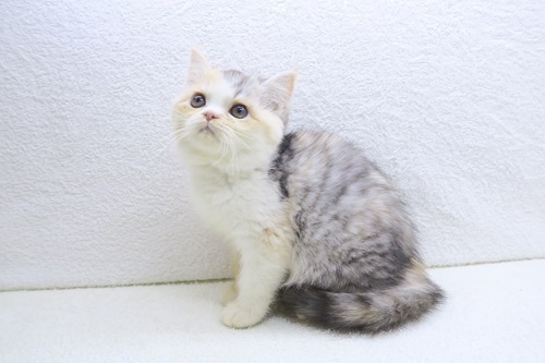 マンチカン♀ ※足長