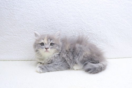 神奈川県のミヌエット (かねだい海老名店/2025年11月23日生まれ/女の子/ブルータビー)の子猫