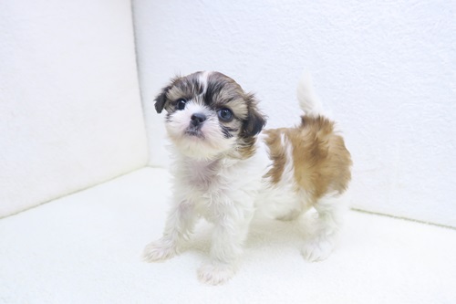 神奈川県のハーフ犬・ミックス犬 (かねだい海老名店/2025年11月29日生まれ/女の子/ホワイトゴールド)の子犬