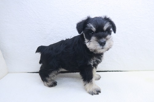 神奈川県のミニチュアシュナウザー (かねだい海老名店/2025年11月16日生まれ/男の子/ブラックシルバー)の子犬