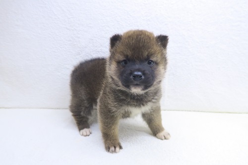 神奈川県のハーフ犬・ミックス犬 (かねだい海老名店/2025年11月30日生まれ/男の子/赤)の子犬