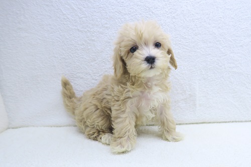 神奈川県のマルプー(マルチーズ×プードル) (かねだい海老名店/2025年11月28日生まれ/男の子/クリームホワイト)の子犬