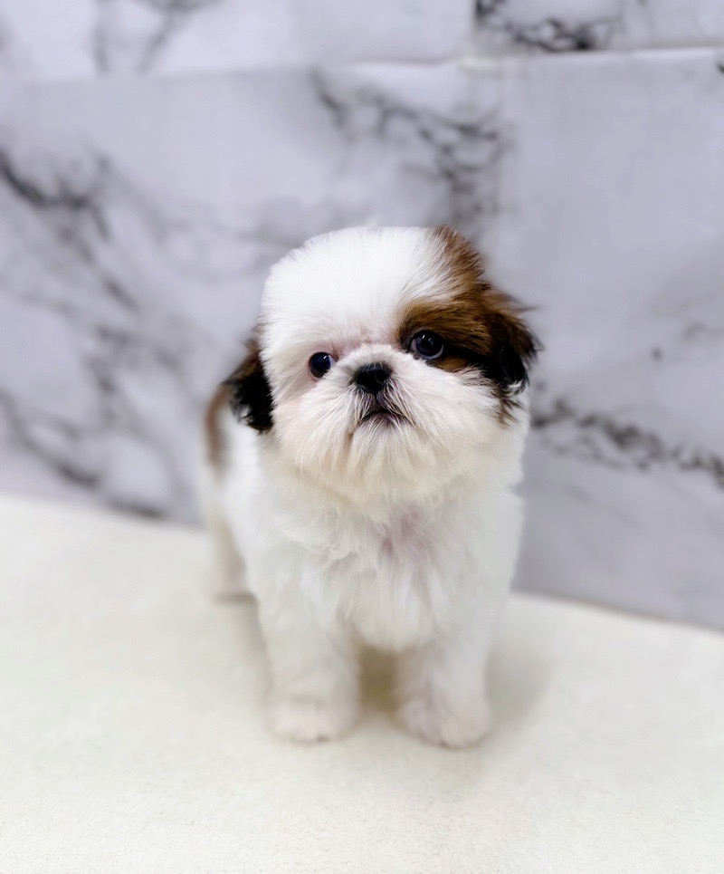 神奈川県のチワズー/チワシーズ(チワワ×シーズー) (かねだい東戸塚店/2025年11月6日生まれ/女の子/ホワイトゴールド)の子犬の1枚目の画像