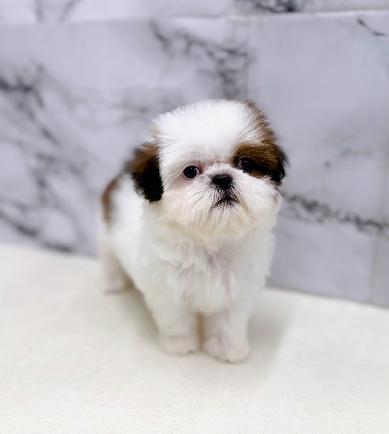 神奈川県のチワズー/チワシーズ(チワワ×シーズー) (かねだい東戸塚店/2025年11月6日生まれ/女の子/ホワイトゴールド)の子犬の2枚目の画像