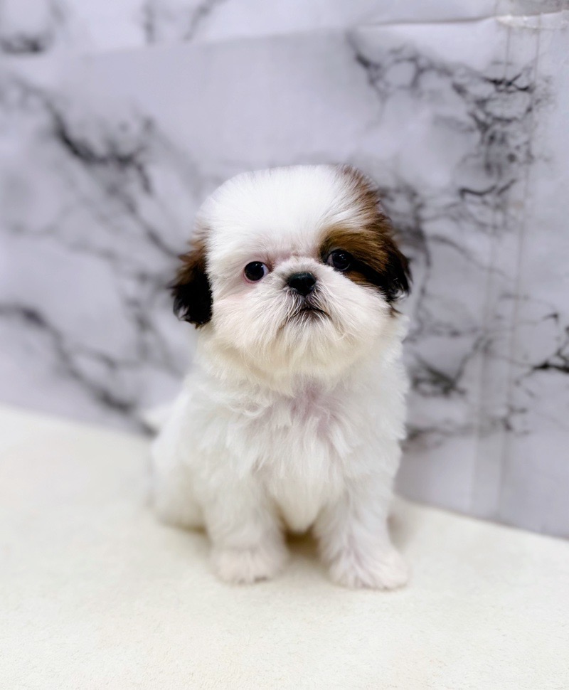 神奈川県のチワズー/チワシーズ(チワワ×シーズー) (かねだい東戸塚店/2025年11月6日生まれ/女の子/ホワイトゴールド)の子犬の4枚目の画像