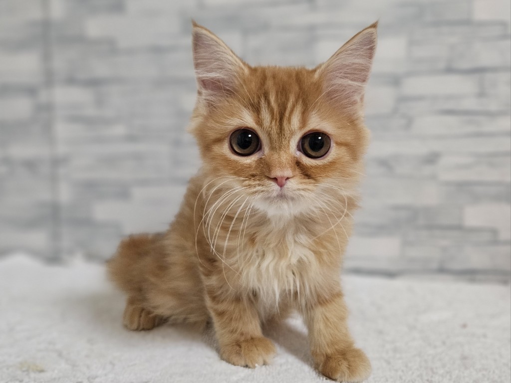 神奈川県のマンチカン (かねだいペットトライアル相模原/2025年10月18日生まれ/女の子/レッドタビー)の子猫の1枚目の画像