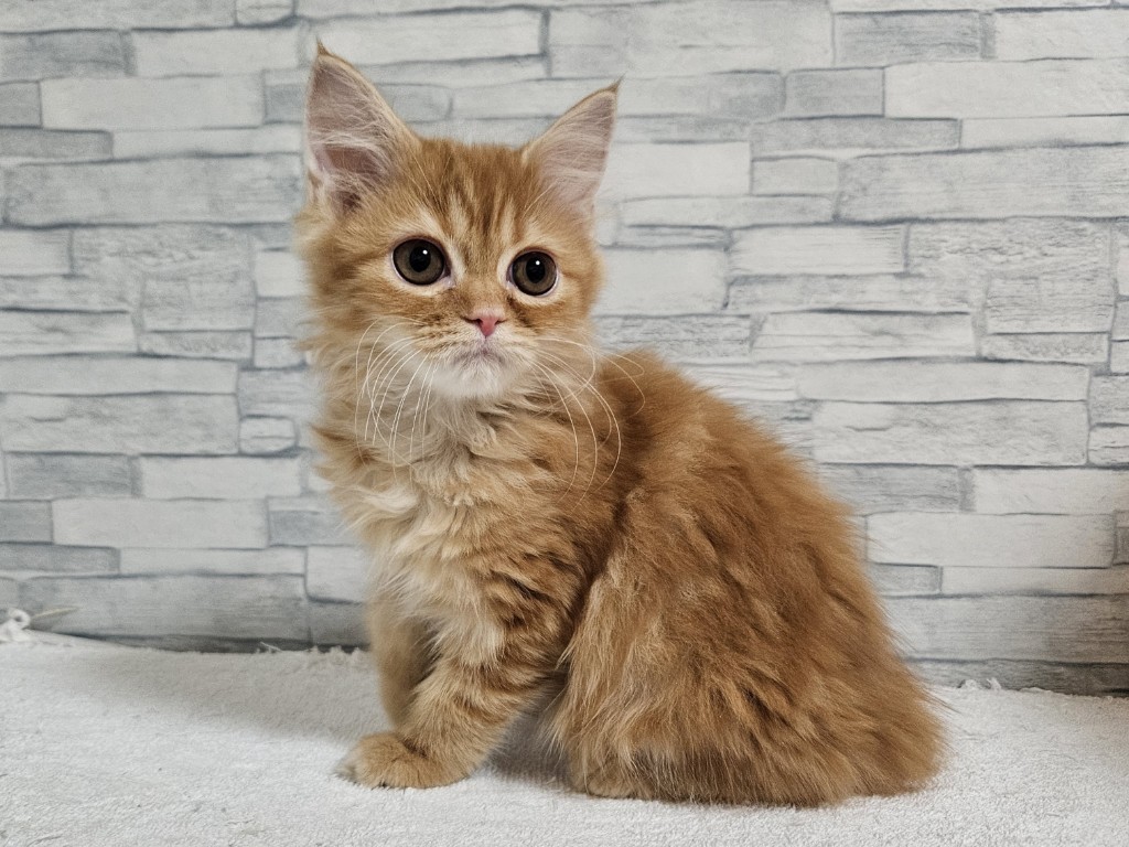 神奈川県のマンチカン (かねだいペットトライアル相模原/2025年10月18日生まれ/女の子/レッドタビー)の子猫の2枚目の画像