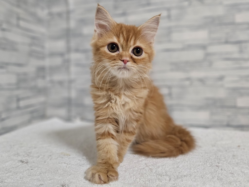 神奈川県のマンチカン (かねだいペットトライアル相模原/2025年10月18日生まれ/女の子/レッドタビー)の子猫の3枚目の画像