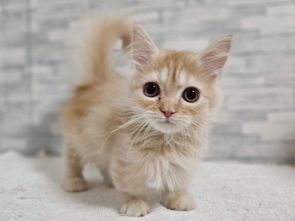 神奈川県のマンチカン (かねだいペットトライアル相模原/2025年10月18日生まれ/女の子/クリームタビー)の子猫の1枚目の画像