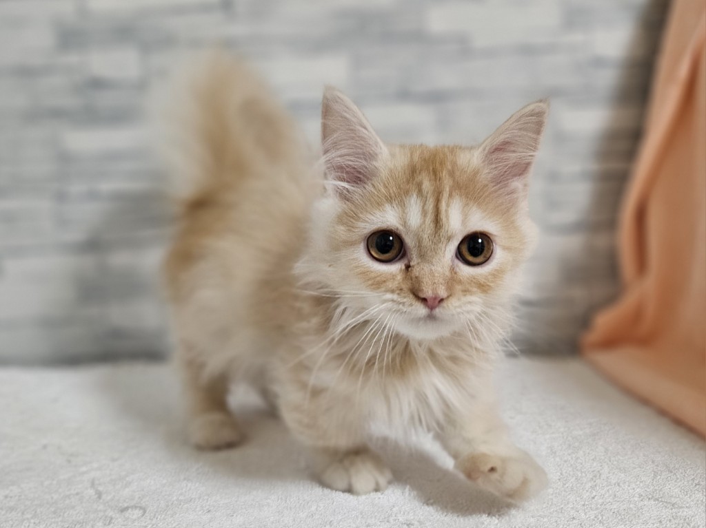 神奈川県のマンチカン (かねだいペットトライアル相模原/2025年10月18日生まれ/女の子/クリームタビー)の子猫の3枚目の画像