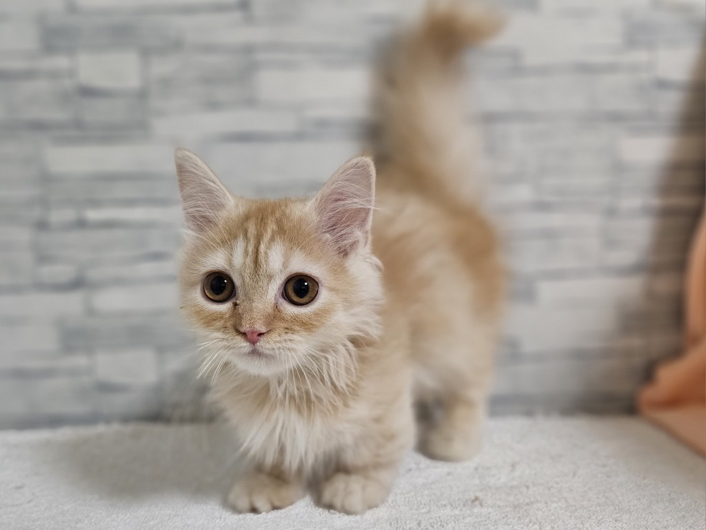 神奈川県のマンチカン (かねだいペットトライアル相模原/2025年10月18日生まれ/女の子/クリームタビー)の子猫の4枚目の画像