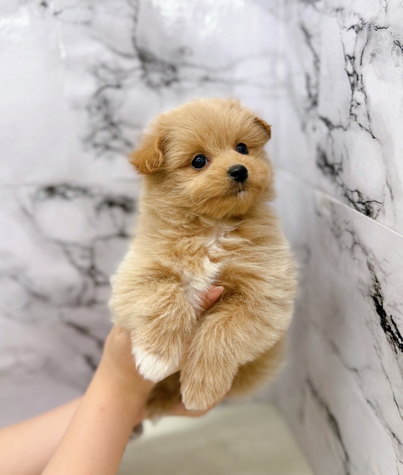 神奈川県のポメプー(ポメラニアン×プードル) (かねだい東戸塚店/2025年11月12日生まれ/女の子/クリーム)の子犬の1枚目の画像