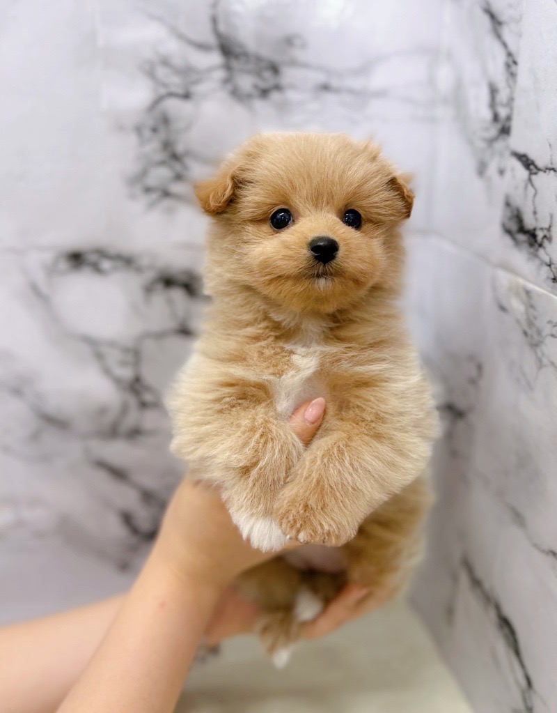 神奈川県のポメプー(ポメラニアン×プードル) (かねだい東戸塚店/2025年11月12日生まれ/女の子/クリーム)の子犬の2枚目の画像
