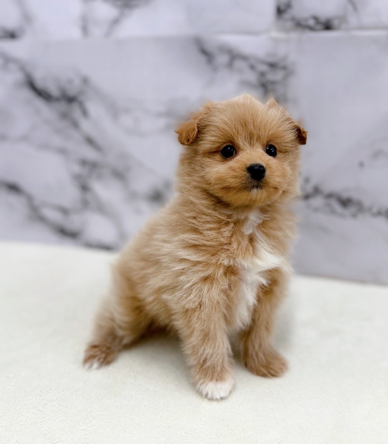神奈川県のポメプー(ポメラニアン×プードル) (かねだい東戸塚店/2025年11月12日生まれ/女の子/クリーム)の子犬の3枚目の画像