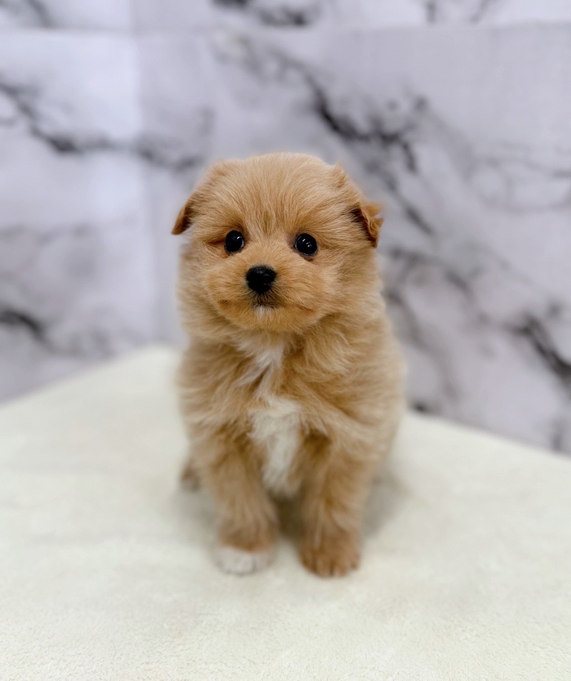 神奈川県のポメプー(ポメラニアン×プードル) (かねだい東戸塚店/2025年11月12日生まれ/女の子/クリーム)の子犬の4枚目の画像
