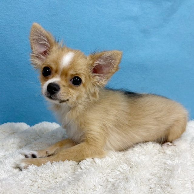 千葉県のチワワ(ロング) (かねだい四街道店/2025年8月30日生まれ/女の子/レッドホワイト)の子犬の2枚目の画像