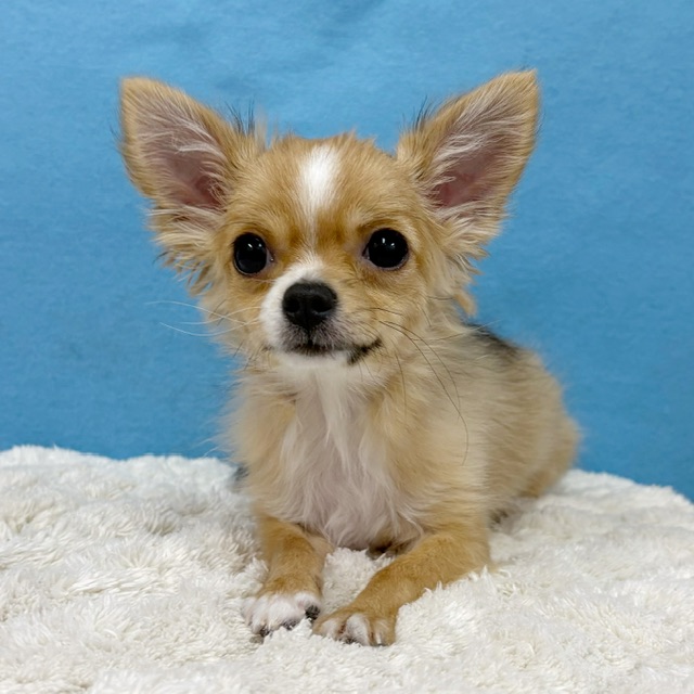 千葉県のチワワ(ロング) (かねだい四街道店/2025年8月30日生まれ/女の子/レッドホワイト)の子犬の3枚目の画像