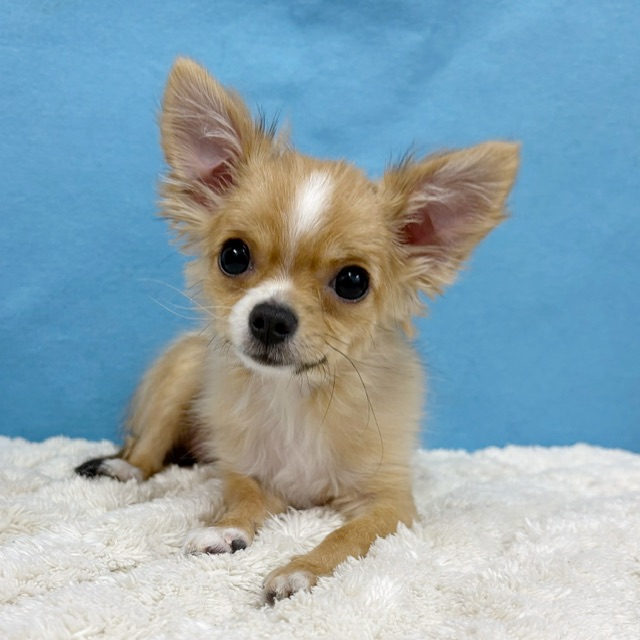 千葉県のチワワ(ロング) (かねだい四街道店/2025年8月30日生まれ/女の子/レッドホワイト)の子犬の4枚目の画像