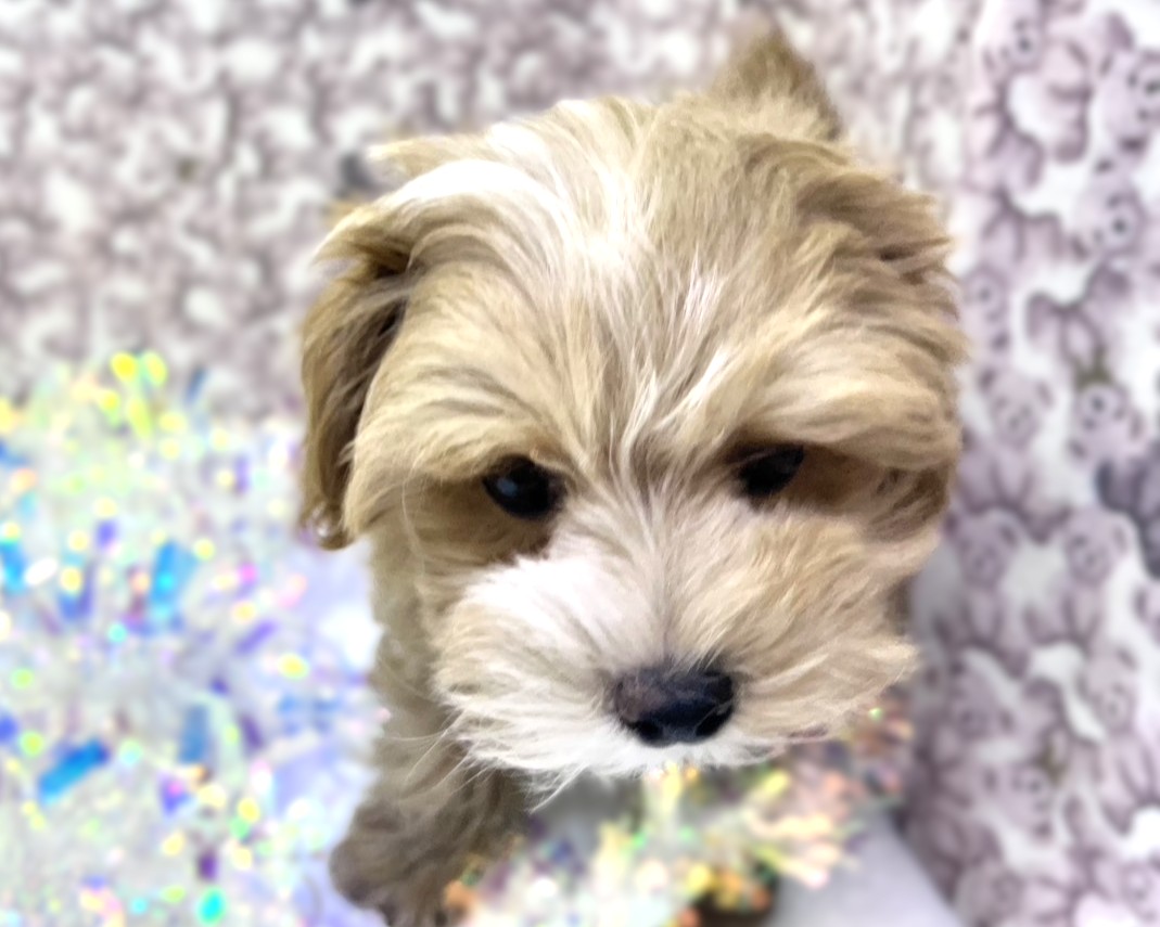 茨城県のマルプー(マルチーズ×プードル) (かねだいペットトライアル利根川/2025年11月16日生まれ/男の子/アプリコット)の子犬