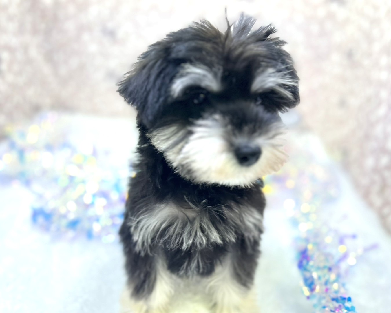 茨城県のミニチュアシュナウザー (かねだいペットトライアル利根川/2025年11月9日生まれ/男の子/ブラックシルバー)の子犬の2枚目の画像