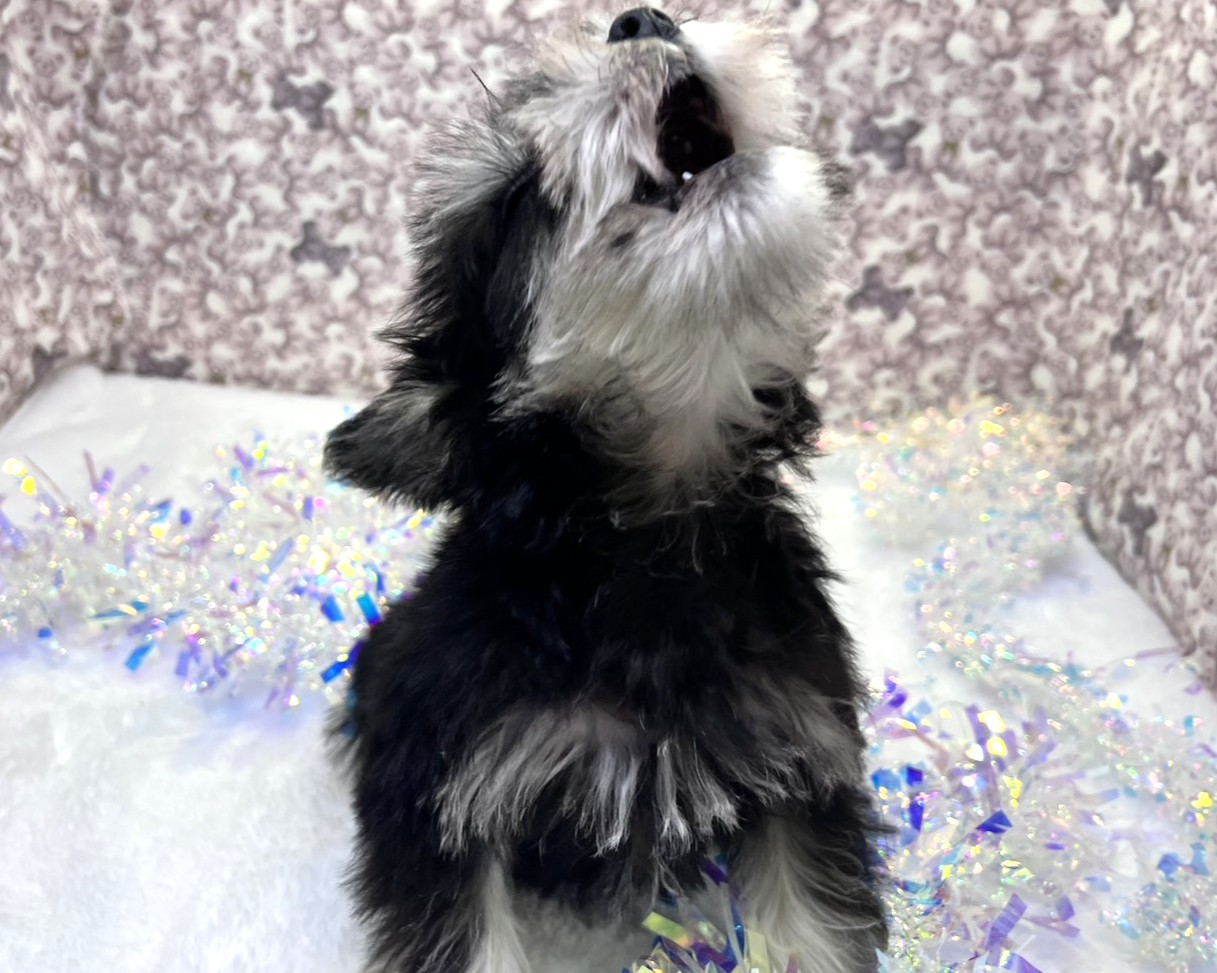 茨城県のミニチュアシュナウザー (かねだいペットトライアル利根川/2025年11月9日生まれ/男の子/ブラックシルバー)の子犬の4枚目の画像