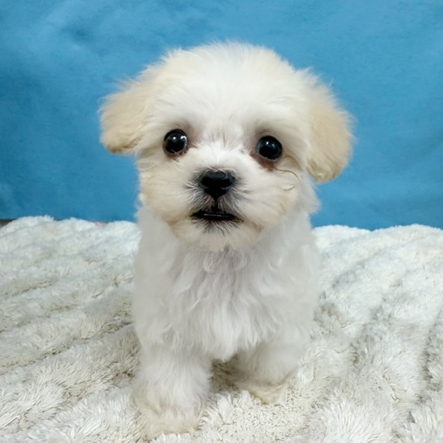 千葉県のハーフ犬・ミックス犬 (かねだい四街道店/2025年11月29日生まれ/男の子/クリーム)の子犬