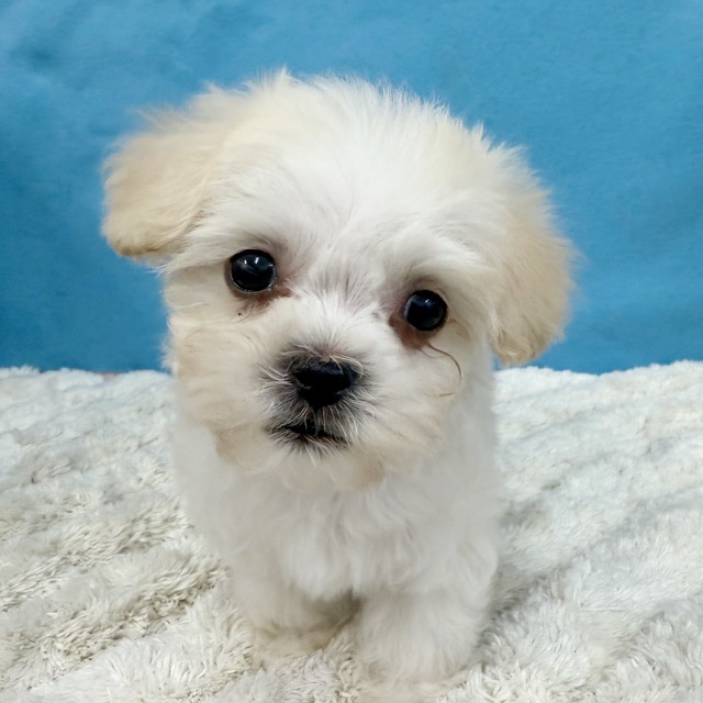 千葉県のハーフ犬・ミックス犬 (かねだい四街道店/2025年11月29日生まれ/男の子/クリーム)の子犬の3枚目の画像