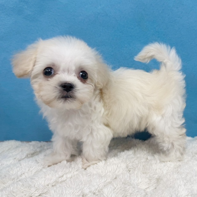 千葉県のハーフ犬・ミックス犬 (かねだい四街道店/2025年11月29日生まれ/男の子/クリーム)の子犬の4枚目の画像