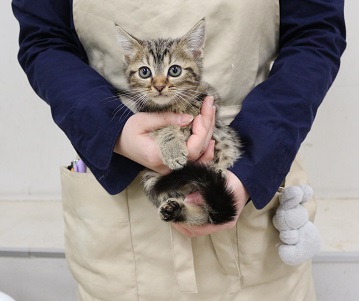 神奈川県のアメリカンショートヘアー (かねだい伊勢原店/2025年12月1日生まれ/女の子/ブラウンタビー)の子猫
