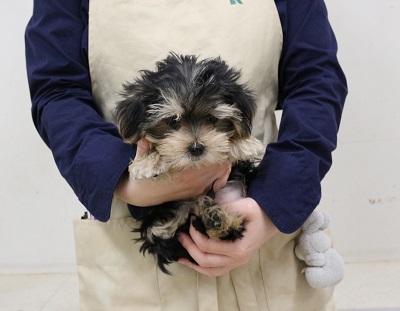 神奈川県のマルキー/マルヨーキー(マルチーズ×ヨークシャーテリア) (かねだい伊勢原店/2025年11月27日生まれ/男の子/スチールブルータン)の子犬