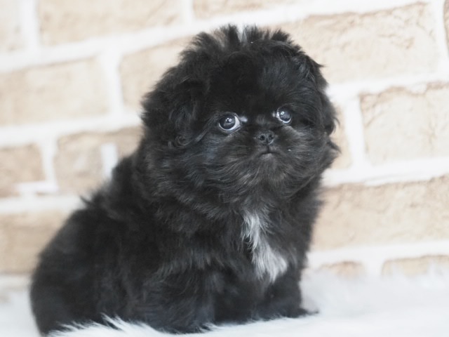 埼玉県のペキマル/マルペキ(ペキニーズ×マルチーズ) (かねだい戸田店/2025年11月29日生まれ/男の子/ブラックホワイト)の子犬の1枚目の画像