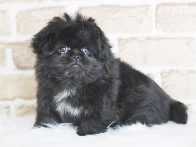 埼玉県のペキマル/マルペキ(ペキニーズ×マルチーズ) (かねだい戸田店/2025年11月29日生まれ/男の子/ブラックホワイト)の子犬の2枚目の画像