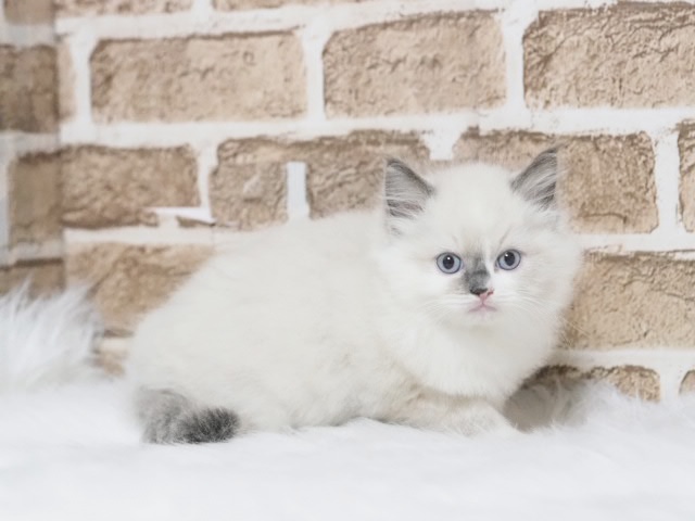 埼玉県のラグドール (かねだい戸田店/2025年11月30日生まれ/男の子/ブルーポイント)の子猫の1枚目の画像