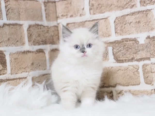 埼玉県のラグドール (かねだい戸田店/2025年11月30日生まれ/男の子/ブルーポイント)の子猫の2枚目の画像