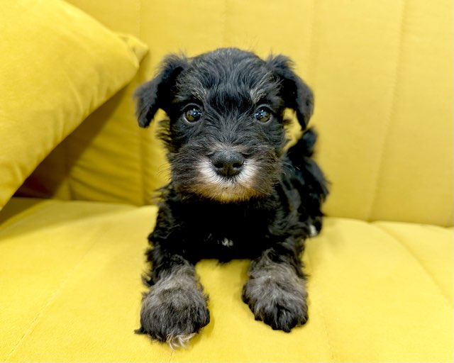 群馬県のミニチュアシュナウザー (かねだいペットトライアル前橋/2025年12月2日生まれ/男の子/ブラックシルバー)の子犬の2枚目の画像