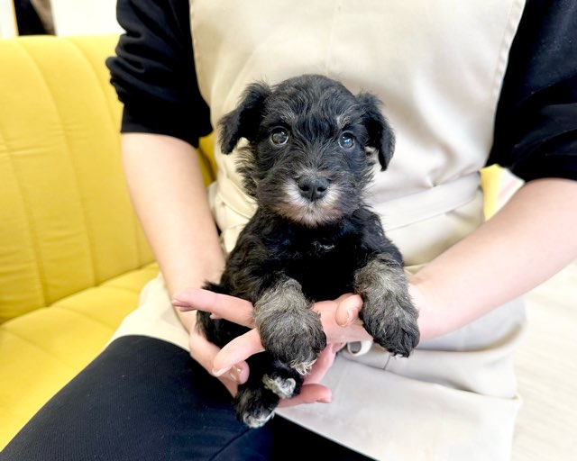 群馬県のミニチュアシュナウザー (かねだいペットトライアル前橋/2025年12月2日生まれ/男の子/ブラックシルバー)の子犬の3枚目の画像