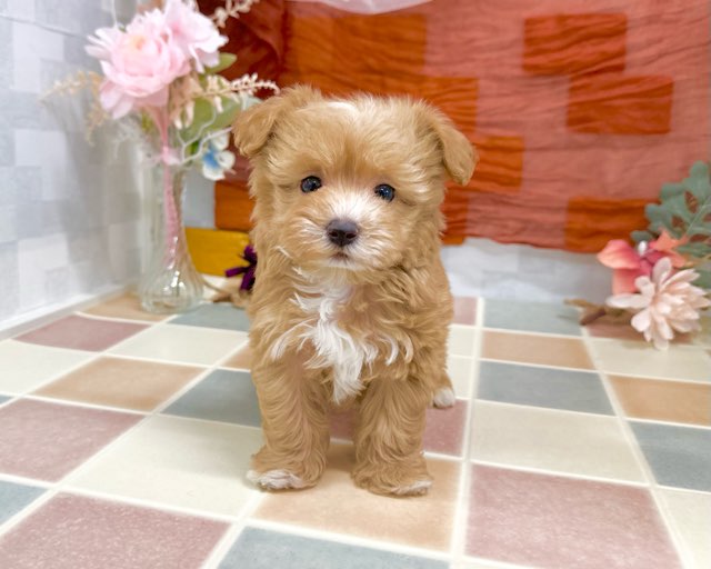 群馬県のマルプー(マルチーズ×プードル) (かねだいペットトライアル前橋/2025年12月1日生まれ/男の子/アプリコット)の子犬の1枚目の画像