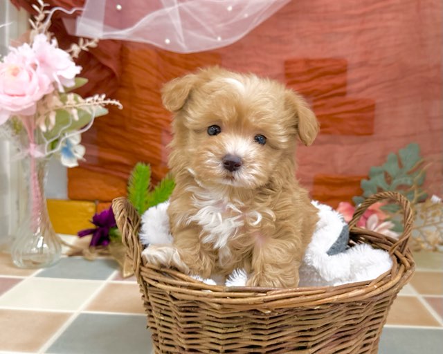 群馬県のマルプー(マルチーズ×プードル) (かねだいペットトライアル前橋/2025年12月1日生まれ/男の子/アプリコット)の子犬の2枚目の画像