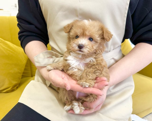 群馬県のマルプー(マルチーズ×プードル) (かねだいペットトライアル前橋/2025年12月1日生まれ/男の子/アプリコット)の子犬の3枚目の画像