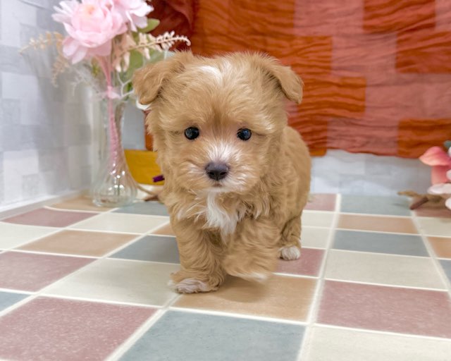 群馬県のマルプー(マルチーズ×プードル) (かねだいペットトライアル前橋/2025年12月1日生まれ/男の子/アプリコット)の子犬の4枚目の画像