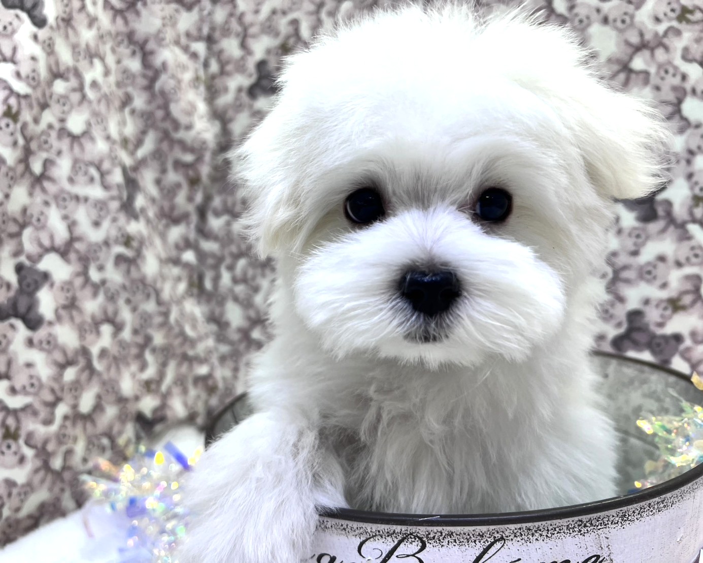 茨城県のマルチーズ (かねだいペットトライアル利根川/2025年10月31日生まれ/男の子/ホワイト)の子犬の2枚目の画像